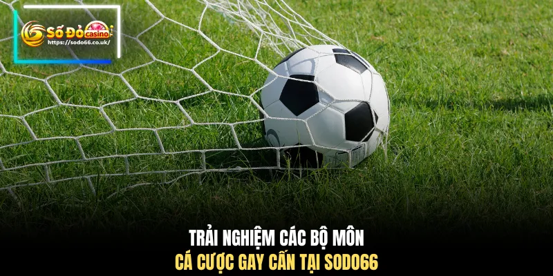Trải nghiệm các bộ môn cá cược gay cấn tại SODO66